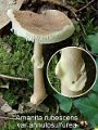 Amanita rubescens var.annulosulfurea-amf843